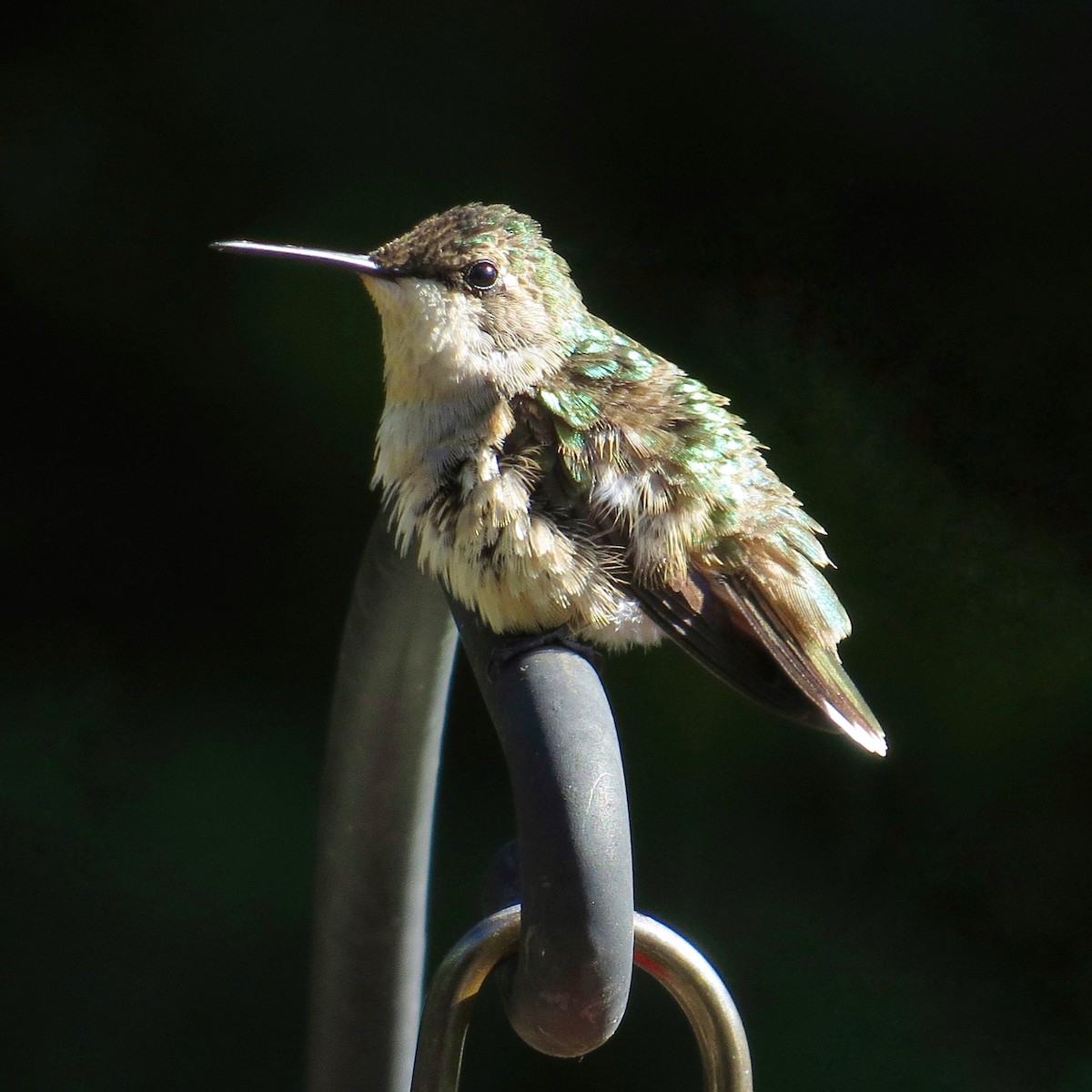 Ruby-throated Hummingbird - Emily Tornga
