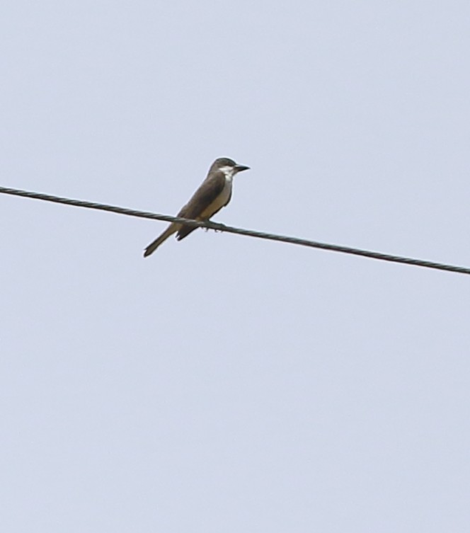 eBird Checklist - 4 Jun 2024 - Box Canyon--old dam area - 28 species