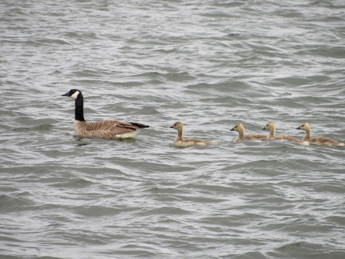 eBird Checklist - 3 Jun 2024 - Frenchman's Bar Regional Park - 55 species