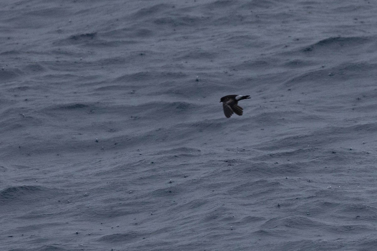 eBird Checklist - 3 Jun 2024 - Brooklyn Pelagic Trip (American Princess ...