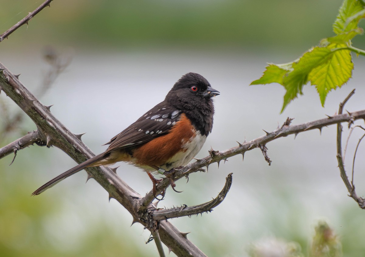 EBird Checklist 4 Jun 2024 Iona Island General 37 Species