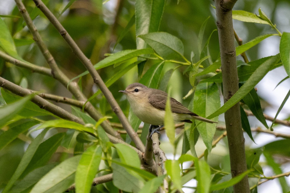 eBird Checklist - 5 Jun 2024 - Pointe de Maizerets - 23 species