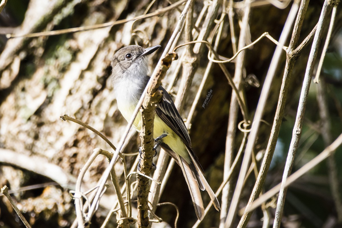 Brown-crested Flycatcher - Jerome Foster