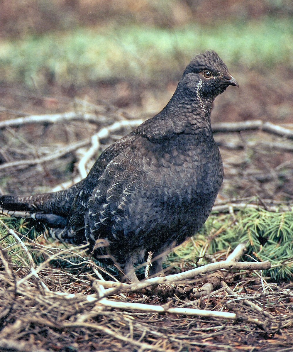 eBird Checklist - 7 Jun 1998 - Sage Hen Creek Rd - 1 species