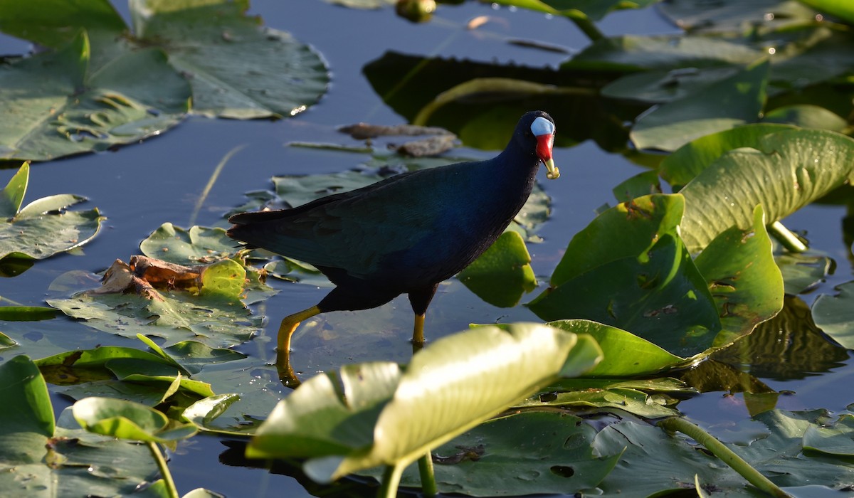 eBird Checklist - 25 Apr 2024 - Everglades NP--Anhinga Trail - 5 species