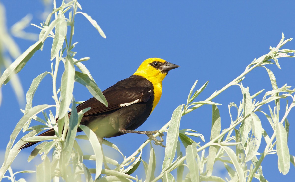 Yellow-headed Blackbird - Kathryn Keith