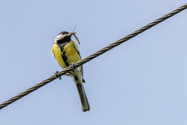 Feeding on an insect. - Great Tit - 