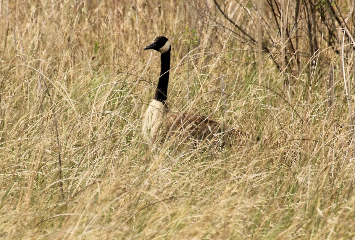 Ebird Checklist - 21 May 2024 - Presqu'ile Provincial Park--marsh 