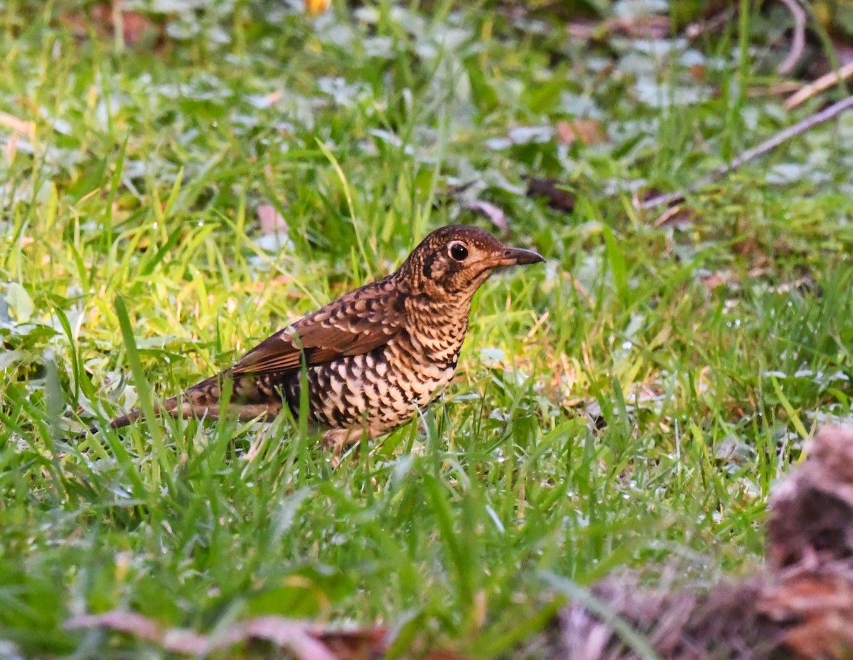 eBird Checklist - 25 May 2024 - Gembrook Park - 1 species