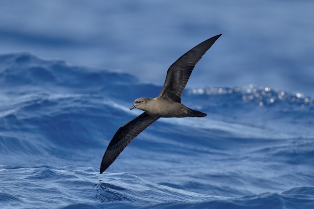 Bulwer's Petrel ML620094375