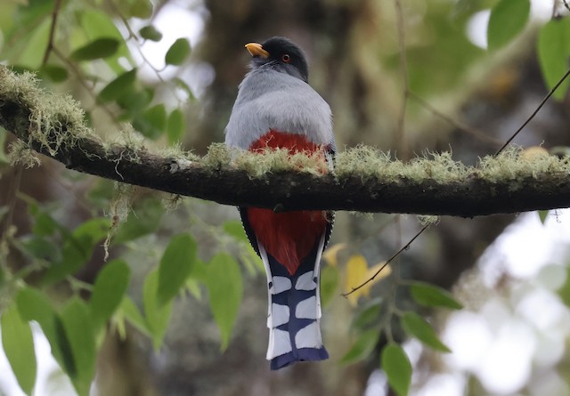 Definitive Basic Male Hispaniolan Trogon. - Hispaniolan Trogon - 