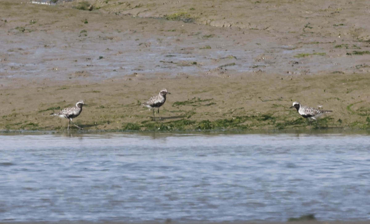 eBird Checklist - 6 Jun 2024 - Pagham Harbour RSPB Reserve and LNR ...