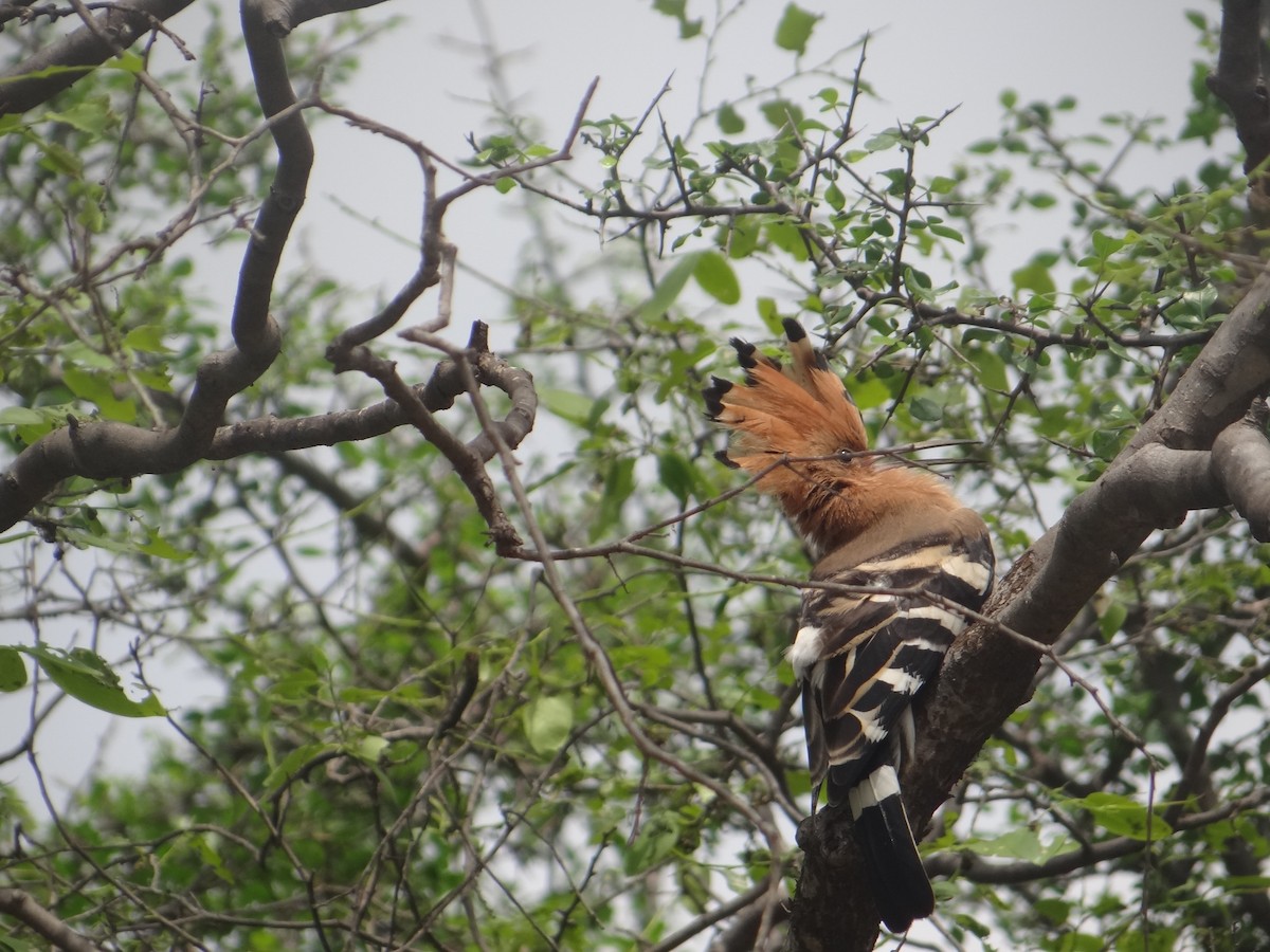 eBird Checklist - 6 Jun 2024 - Thorny Scrub, Nambampatty. - 23 species