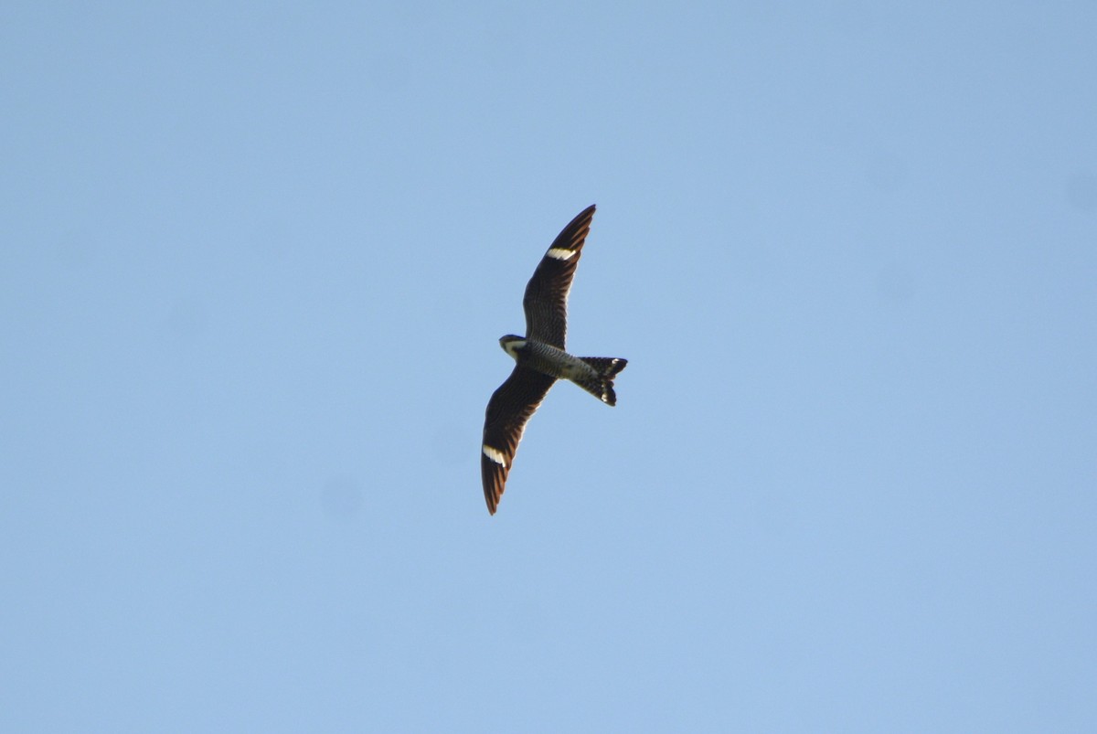 eBird Checklist - 6 Jun 2024 - Saint Regis Road, Milford, Maine, US (45 ...