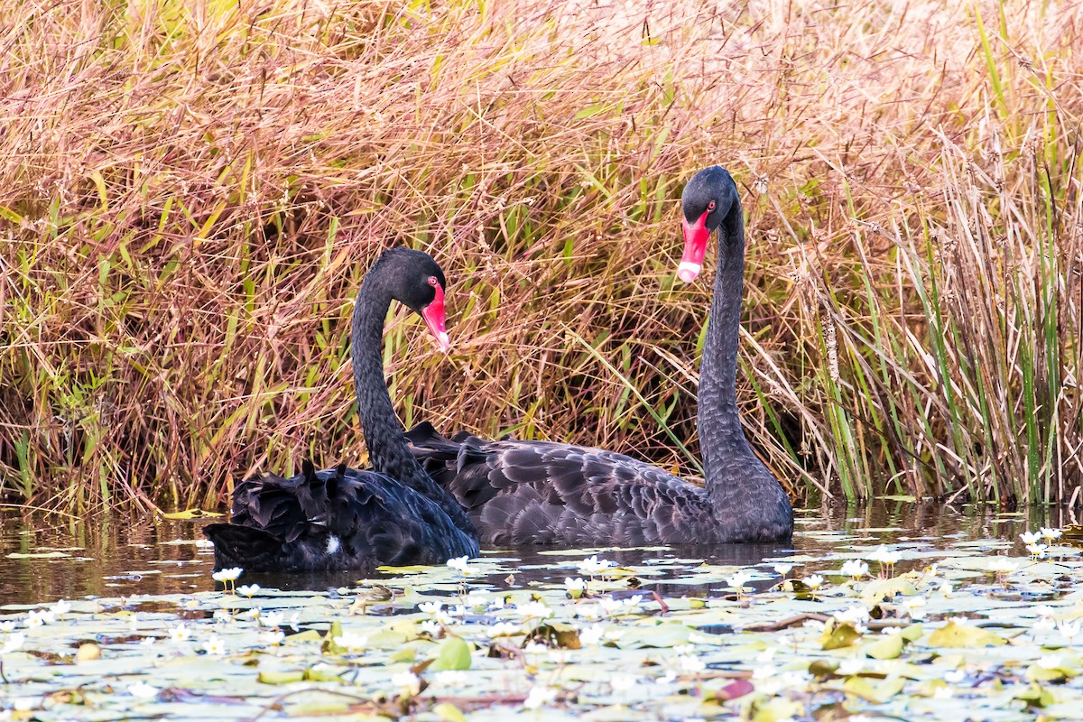 Black Swan - graichen & recer
