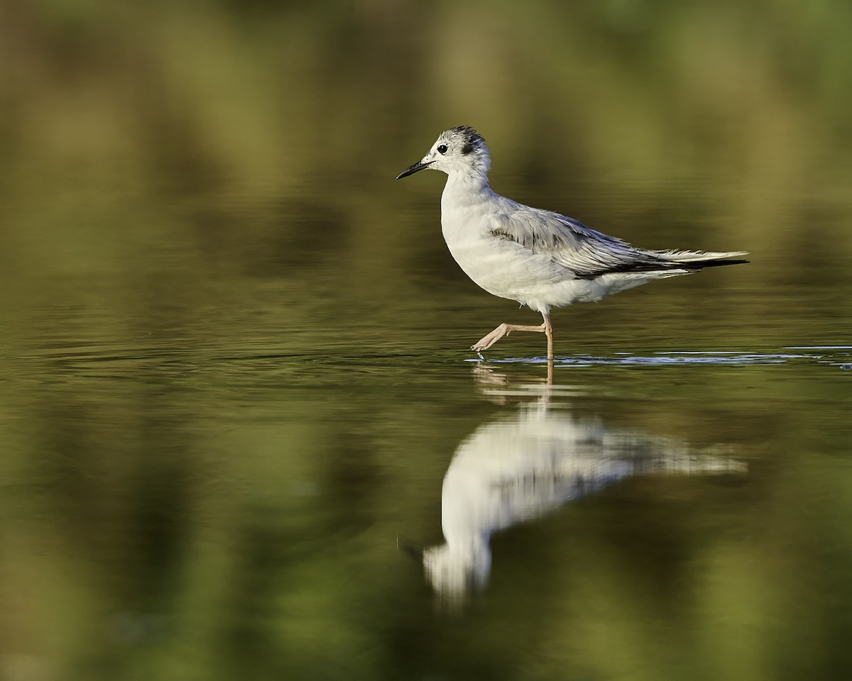 eBird Checklist - 6 Jun 2024 - Riparian Preserve at Gilbert Water Ranch ...