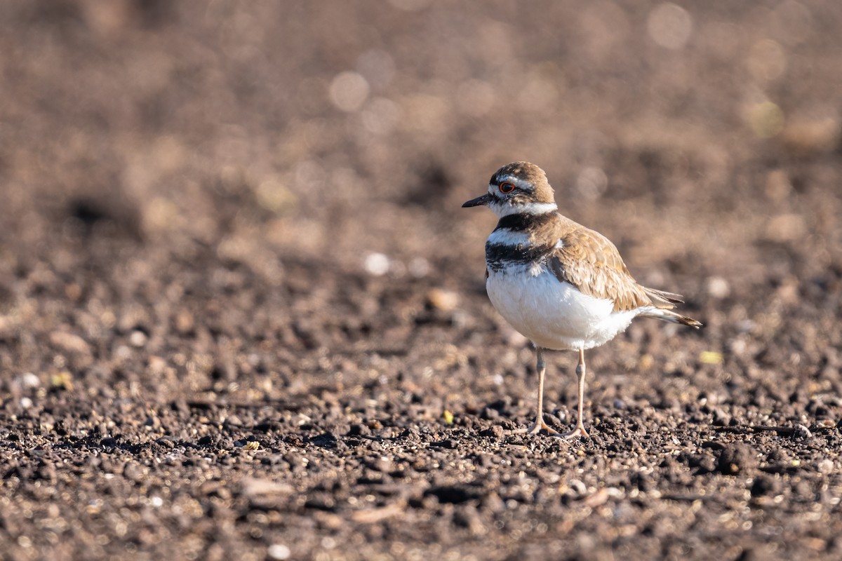 eBird Checklist - 11 May 2024 - Menominee Park--Beach - 9 species