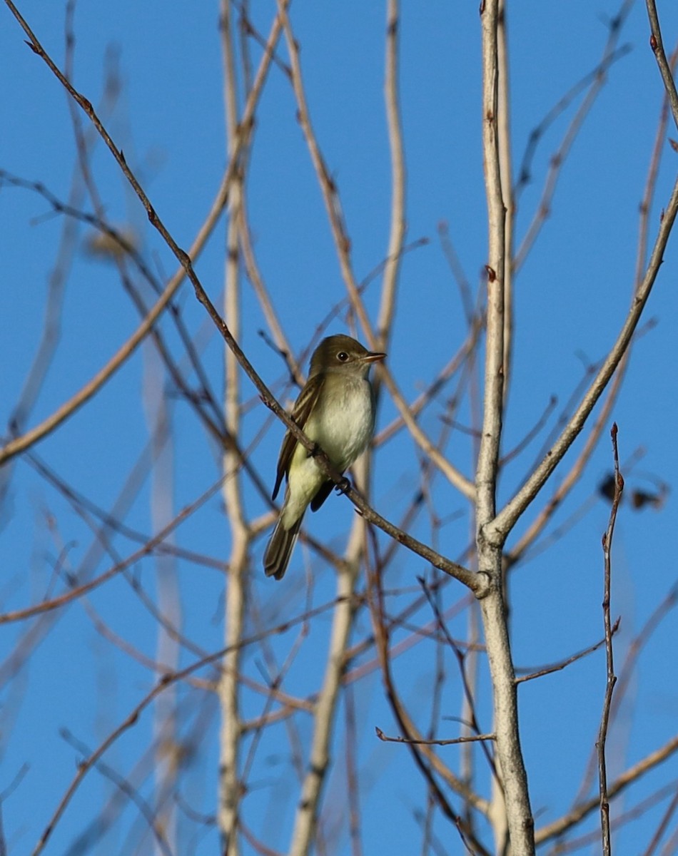 eBird Checklist - 6 Jun 2024 - St. Croix WPA USFWS Management Office ...