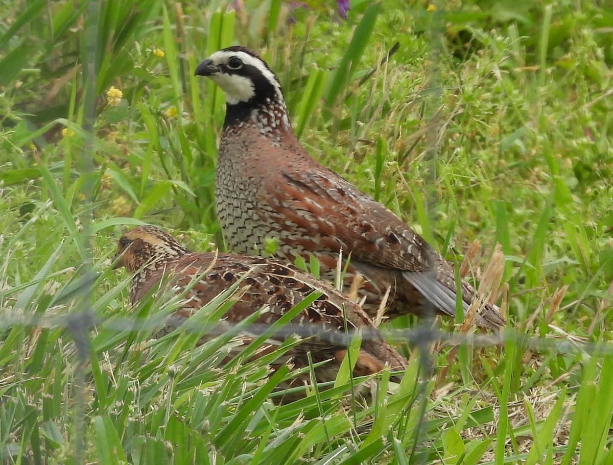 eBird Checklist - 5 Jun 2024 - Old Highland Stone Gravel Pits - 17 species