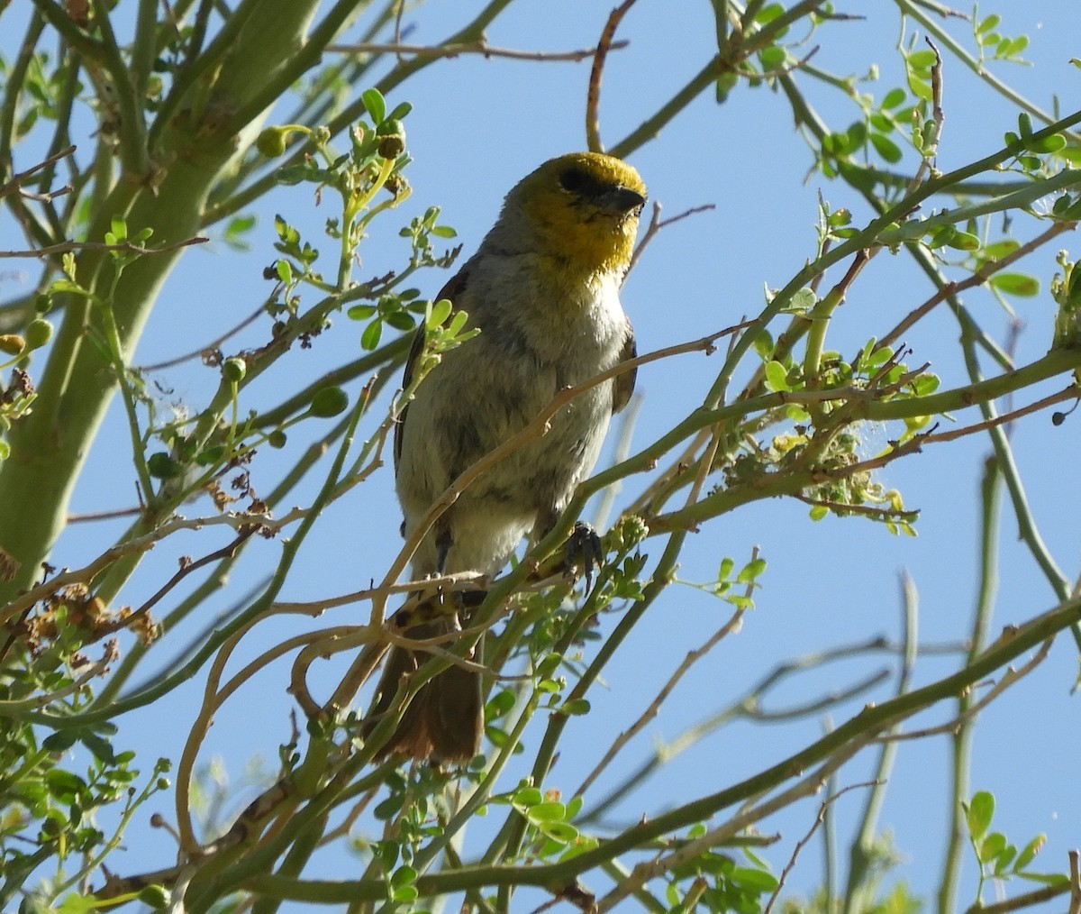 eBird Checklist - 6 Jun 2024 - Santa Rosa and San Jacinto Mountains NM ...