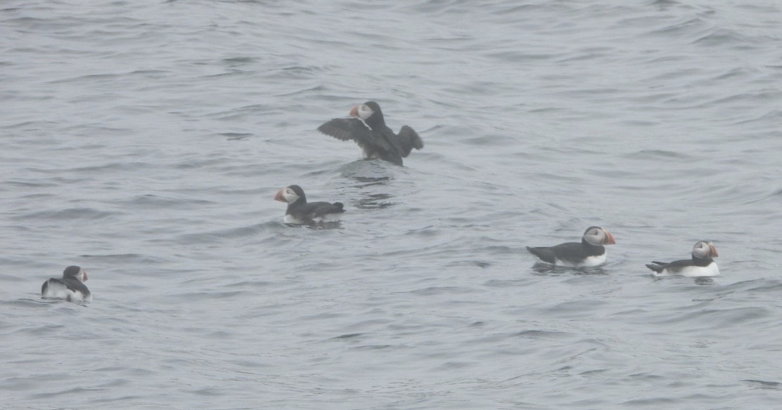 eBird Checklist - 6 Jun 2024 - Eastern Egg Rock - 9 species