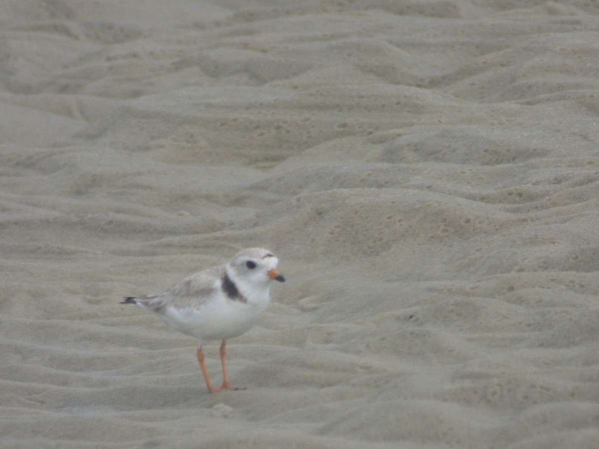 eBird Checklist - 6 Jun 2024 - Cupsogue Beach County Park - 9 species