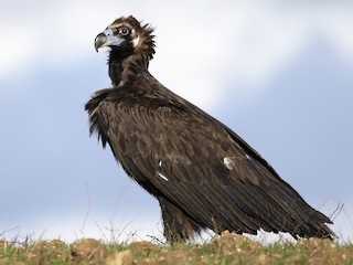  - Cinereous Vulture