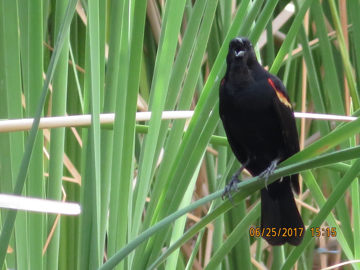 Red-winged Blackbird - Jamie Spencer