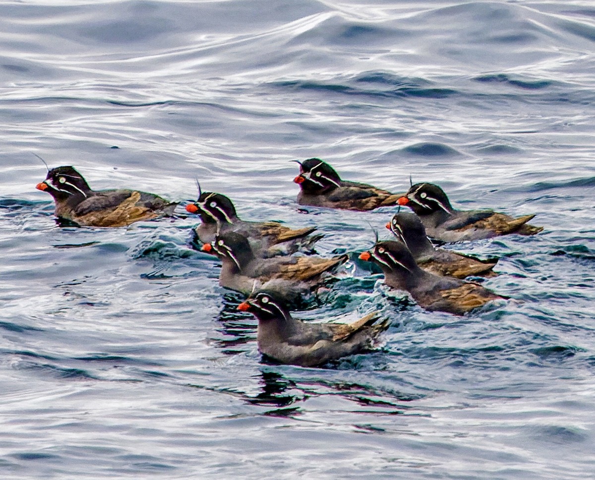 eBird Checklist - 6 Jun 2024 - Dutch Harbor Pelagic Trip - 26 species ...