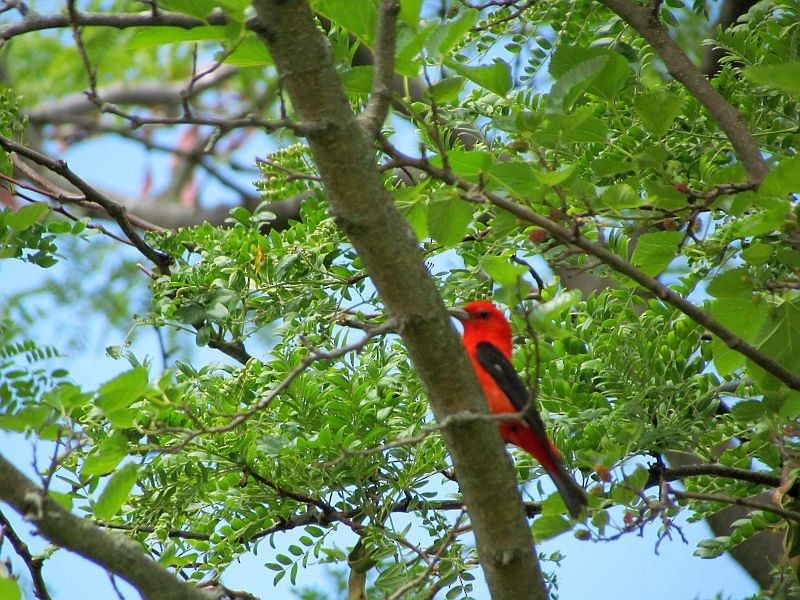 Scarlet Tanager - Tracy The Birder