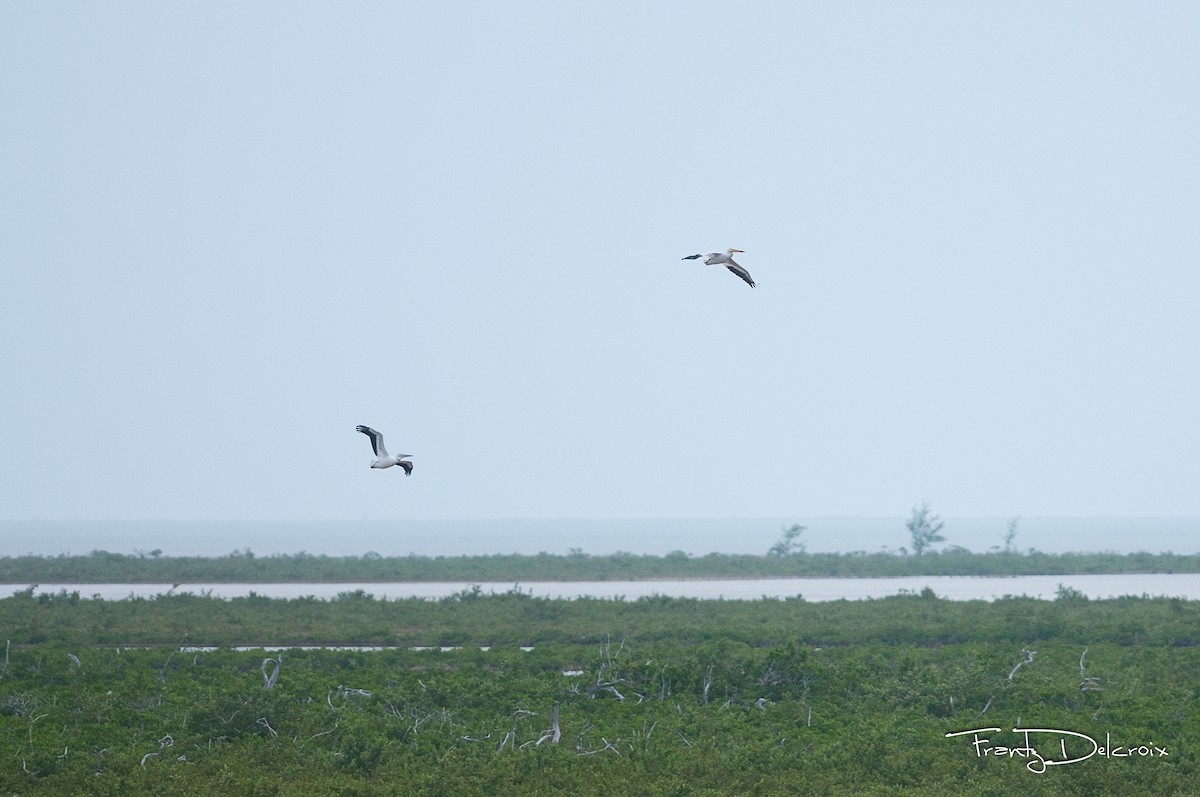 pelikán severoamerický - ML62013161