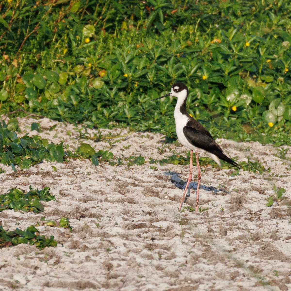 eBird Checklist 7 Jun 2024 The Celery Fields 12 species