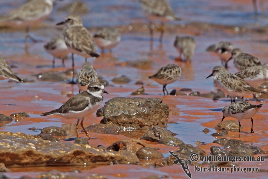 Semipalmated Plover - ML62013511