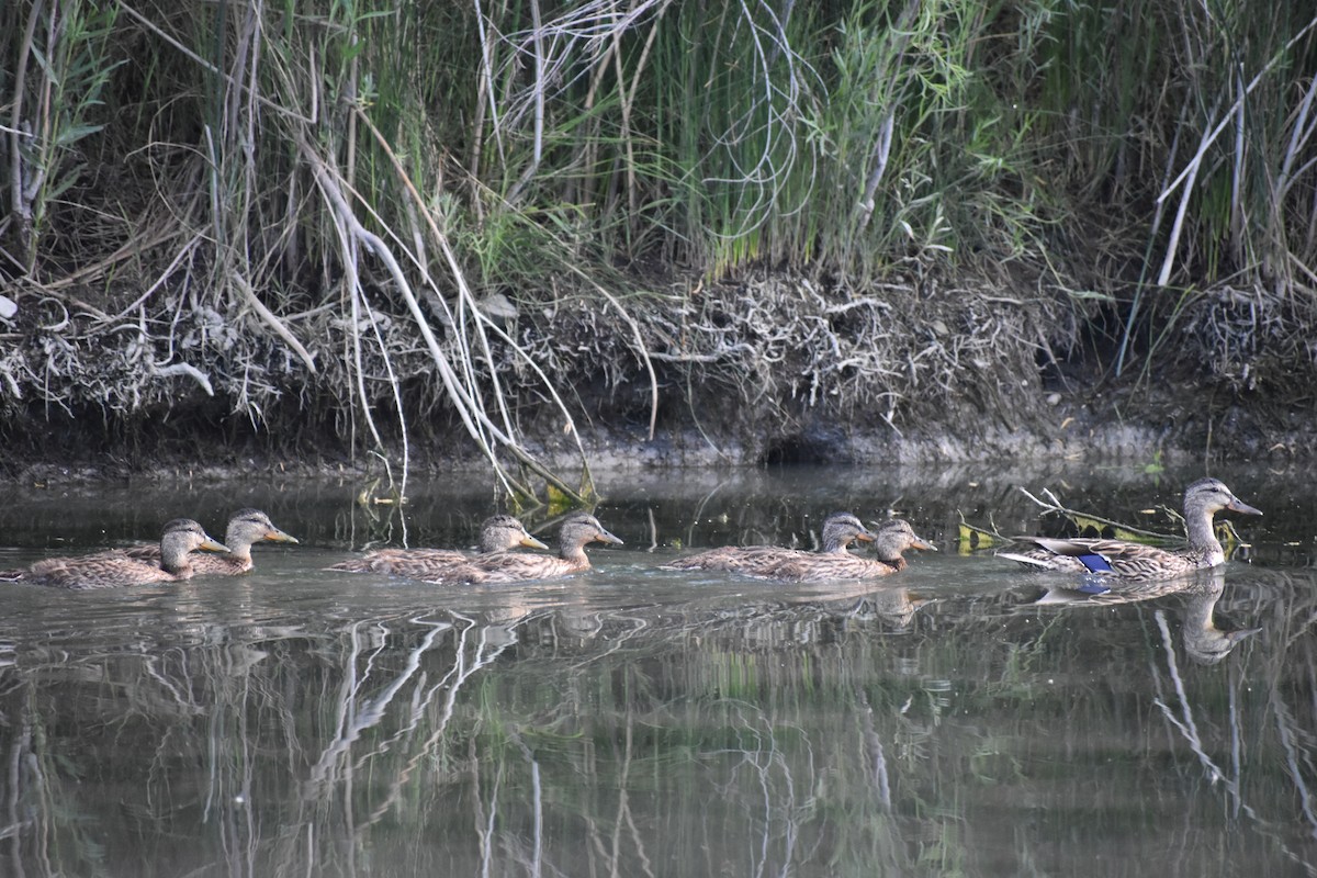 eBird Checklist 7 Jun 2024 Jordan River ParkwayFife Wetlands