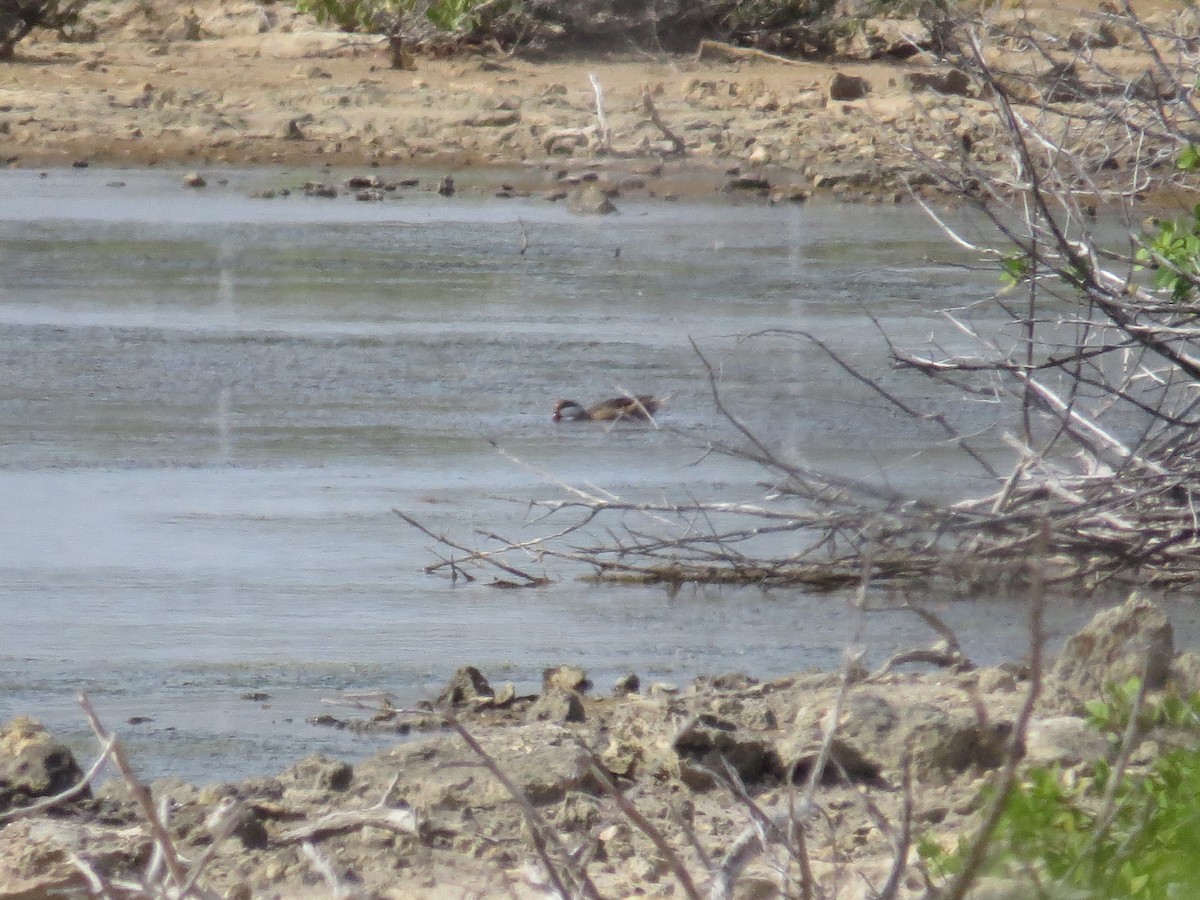 Ebird Checklist - 31 May 2024 - Barbuda Island Ag (17.6548,-61.8546 