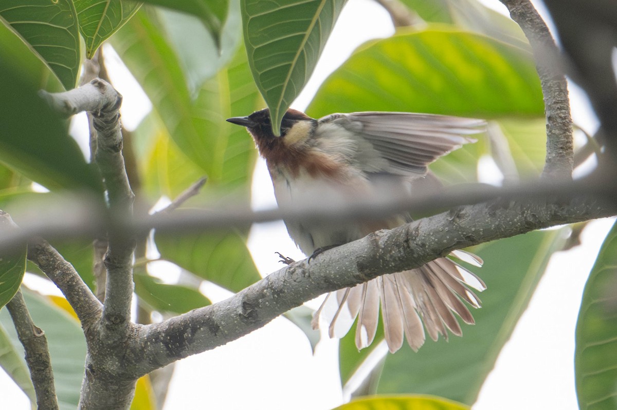 eBird Checklist - 7 Jun 2024 - San Diego Zoo - 6 species