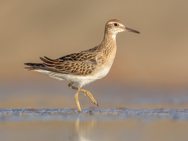  - Sharp-tailed Sandpiper - 