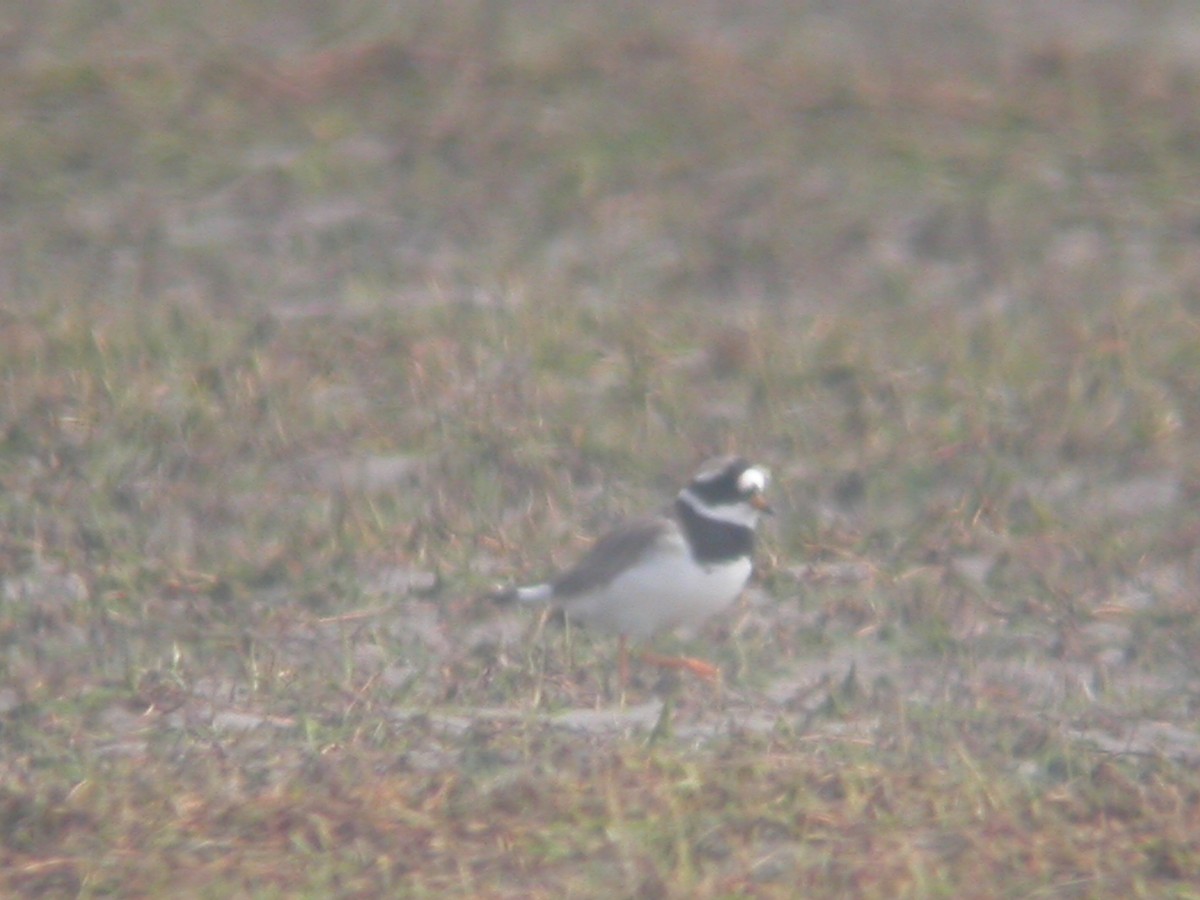 Common Ringed Plover - ML62014761