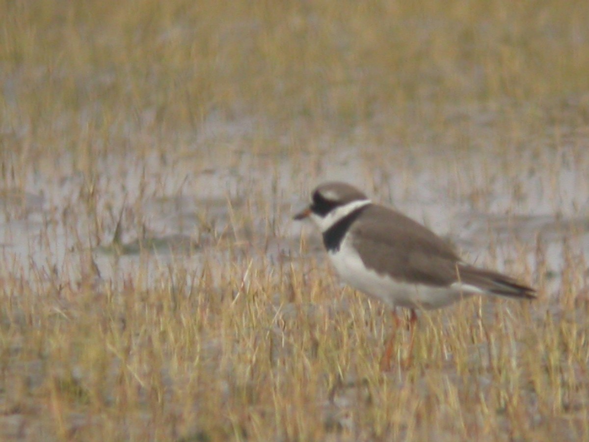 Common Ringed Plover - ML62014771