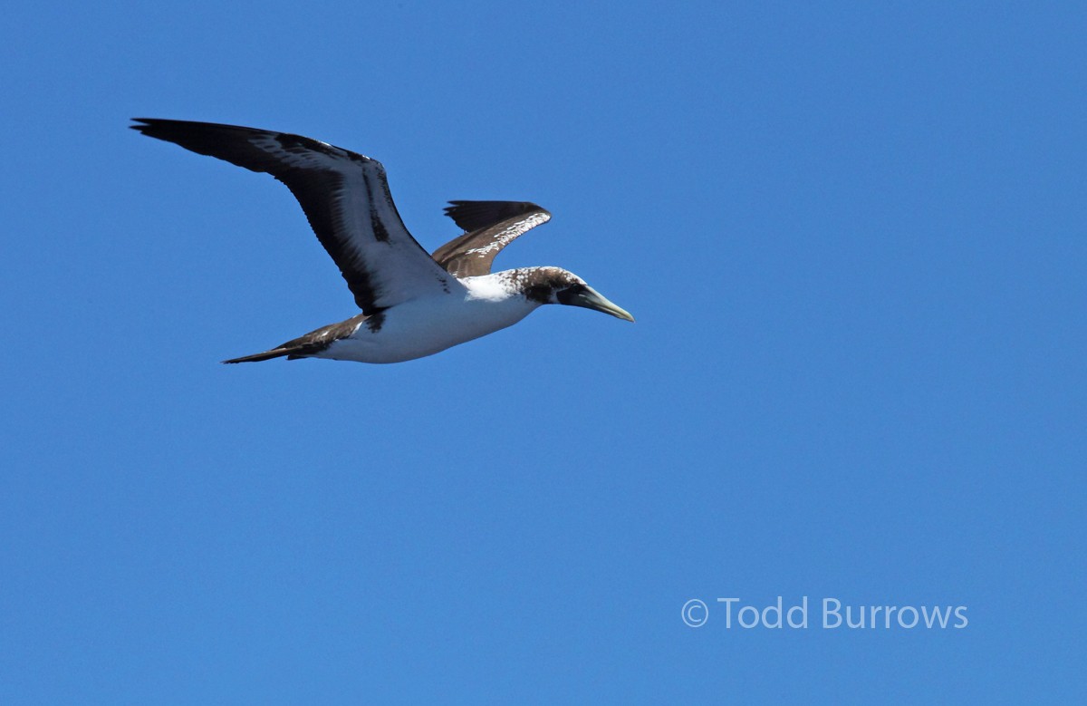 Masked Booby - ML62015001