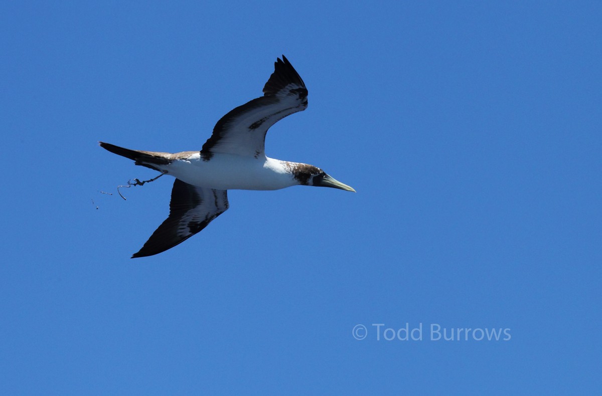 Masked Booby - ML62015011