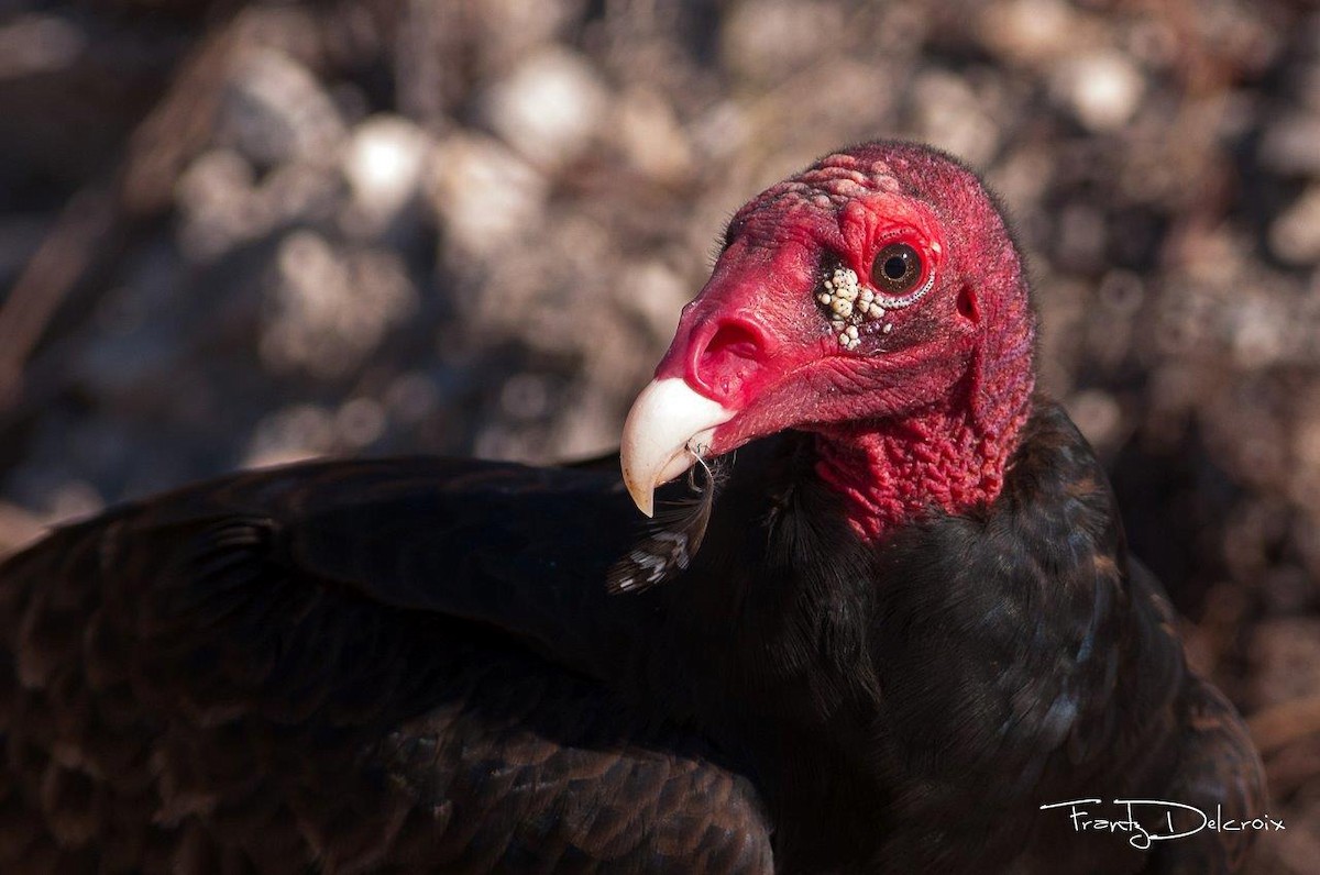 Turkey Vulture - Frantz Delcroix (Duzont)