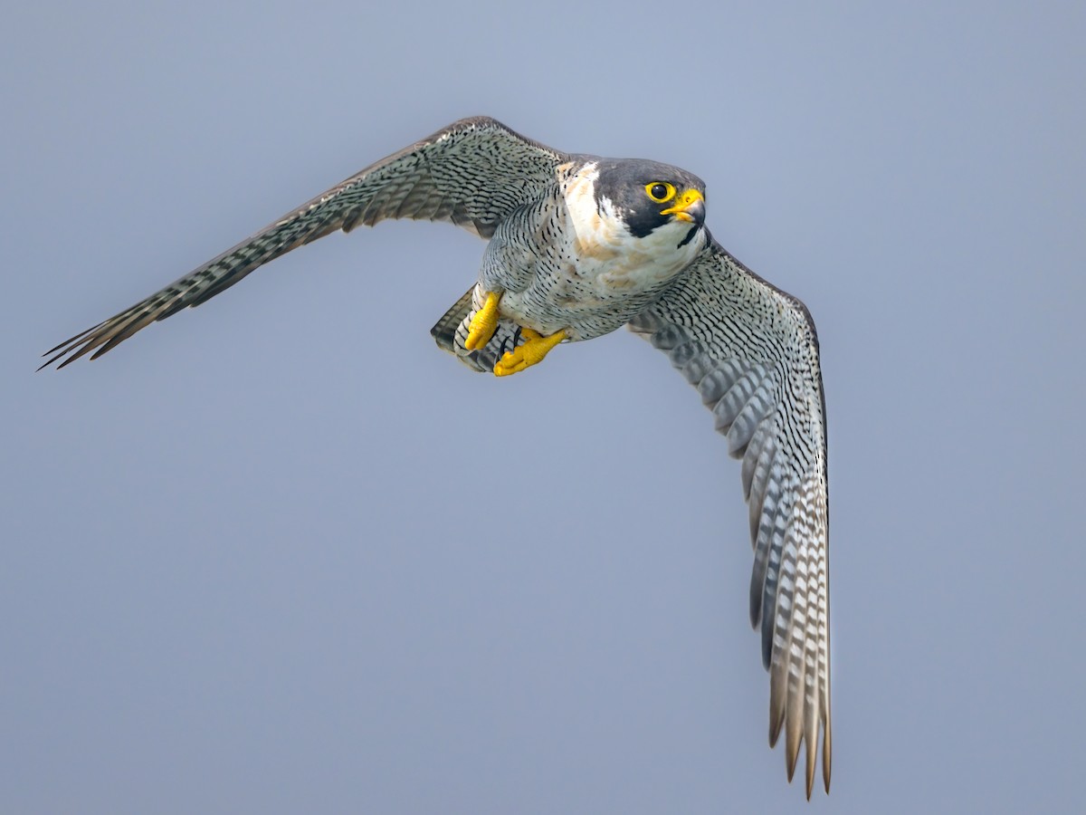 Peregrine Falcon Falco peregrinus Birds of the World 