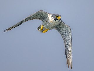  - Peregrine Falcon