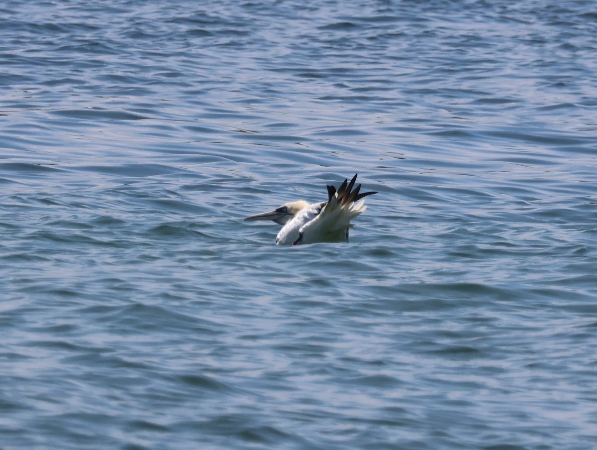 Ebird Checklist Jun Sandy Point State Reservation Species