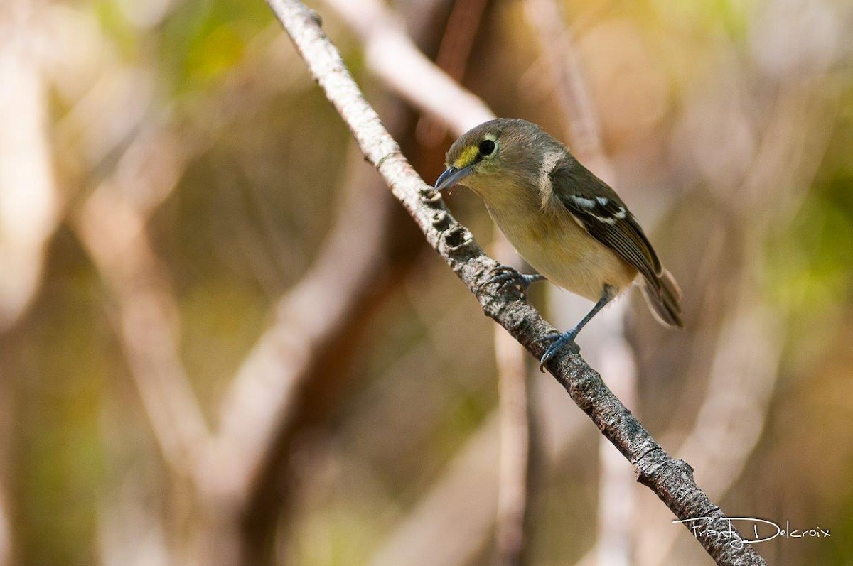 Thick-billed Vireo - ML62015381
