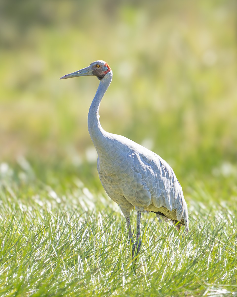 eBird Checklist - 8 Jun 2024 - Tinchi Tamba Wetlands Reserve--First ...