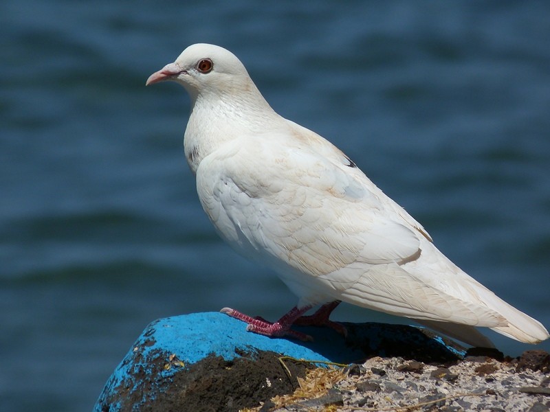 Rock Pigeon (Feral Pigeon) - Pablo Bedrossian