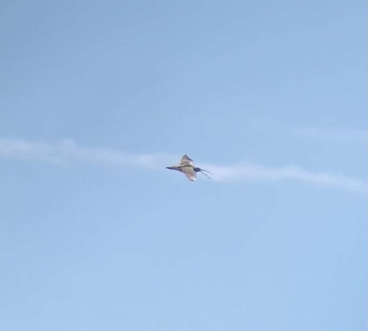 eBird Checklist 8 Jun 2024 Fogo IslandJoe Batt's Arm SouthJoe Batt's hiking trail 12