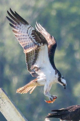 Osprey (carolinensis) - Roger Horn